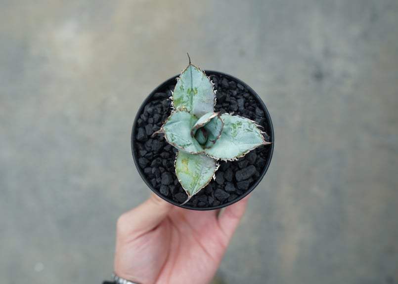 アガベ 　ライオンズメーン　特選青白　限定親株出品 アガベ チタノタ ライオンズメーン メイン Agave titanota