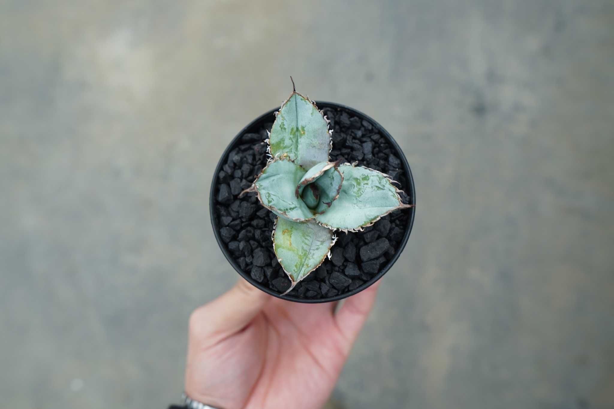 アガベ チタノタ ライオンズメーン Agave titanota Lion's Mane |