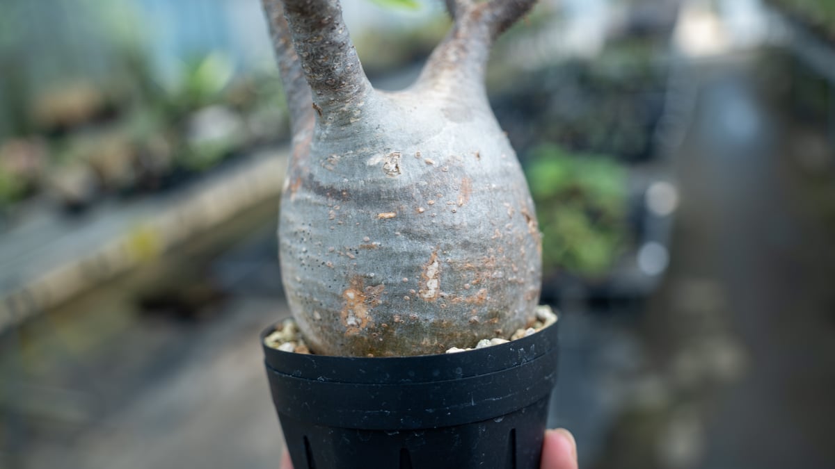 パキポディウム グラキリス No.16 | mana's farm:塊根植物・アガベ