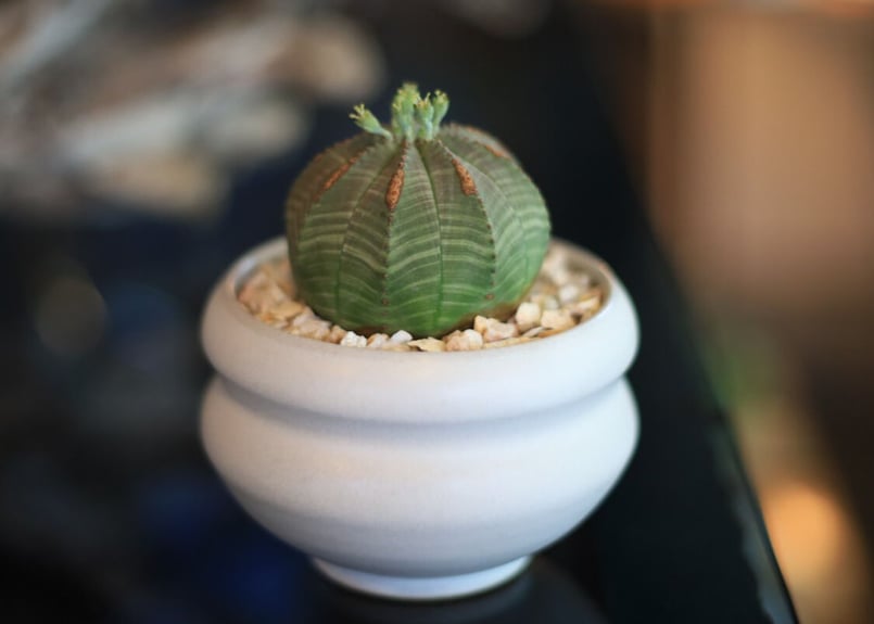 ユーフォルビア オベサ Euphorbia obesa | mana's farm:塊根植物・