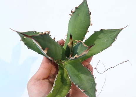 Agave titanota 'FO-76 teeth on back of leaf clone