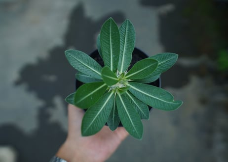 パキポディウム　恵比寿大黒　Pachypodium Densicaule　No.3