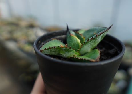 【特選株】アガベ　チタノタ　ブルー　agave titanota Blue 　No.1