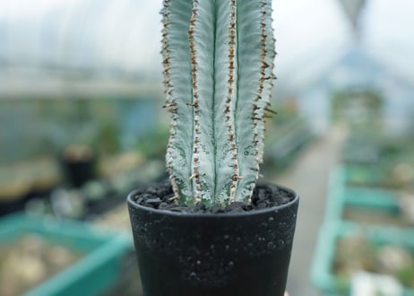 ユーフォルビア　ホリダ　スノーフレーク　Euphorbia horrida "Snowflake"