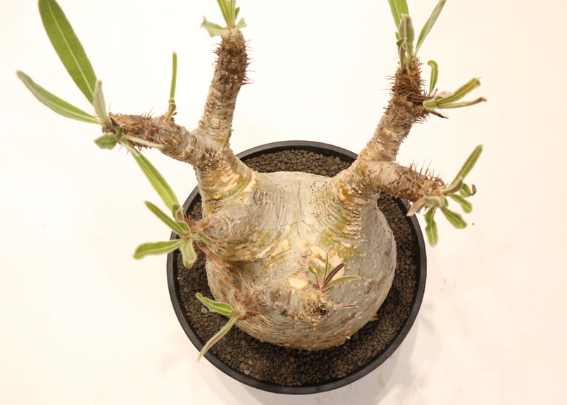 パキポディウム グラキリス no.60 | mana's farm:塊根植物・アガベ