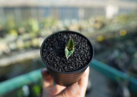 アガベ　チタノタ　夕映厳龍 Agave titanota Solar eclipse