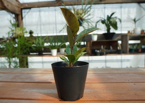 フィカス　ジン　Ficus elastica ”Jin”