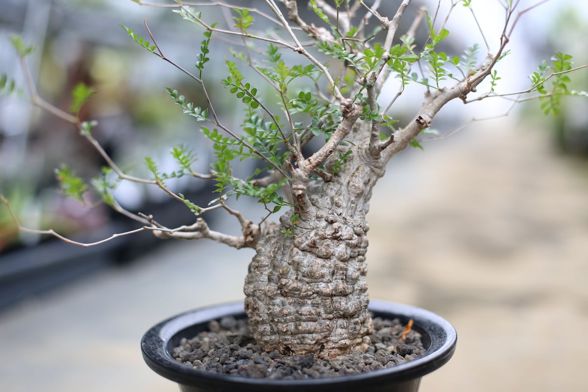 ターニさん専用 塊根植物 パキプス 塊根植物 オペルクリカリア パキプス 4.5号ロング黒鉢(現品