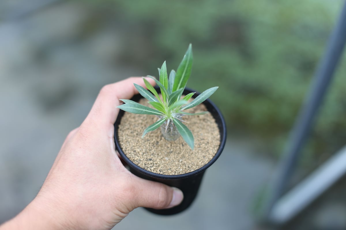 パキポディウム ホロンベンセ 塊根植物 国内実生実生 パキポディウム ホロンベンセ 国内実生 | mana's farm:塊根植物