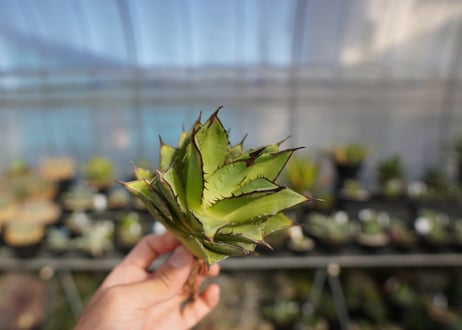 ×agave titanota 剣竜　No.7