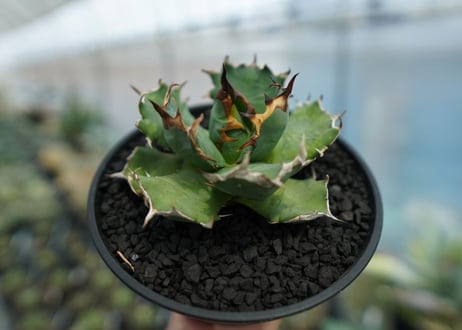 アガベ　チタノタ　姫厳龍　Agave titanota dwarf