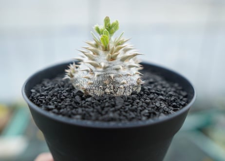 パキポディウム　恵比寿大黒　Pachypodium Densicaule　No.10