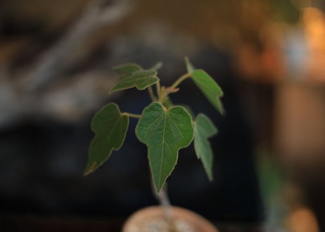 ブラキキトン ビドウィリー　Brachychiton Bidwillii