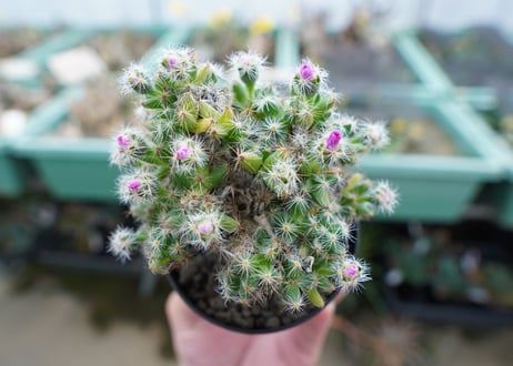 トリコディアデマ　デンサム　Trichodiadema densum