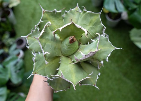 Agave titanota Xuefeng 雪峰　レア品種