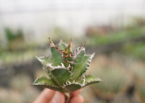 agave titanota　レッドキャットウィーズル　№3