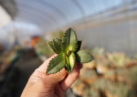 agave titanota ソーラーエクリプス　 NO.2