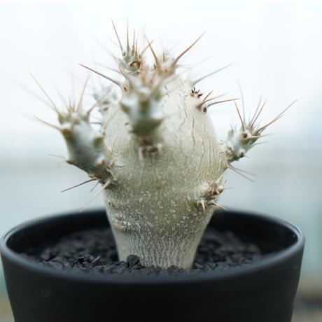 saundersii | STORES