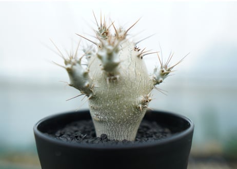パキポディウム　サンデルシー　Pachypodeium saundersii  No.2
