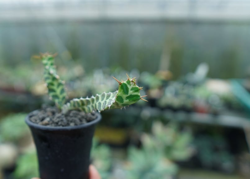 ユーフォルビア ペルシステンス Euphorbia persistens | mana's f