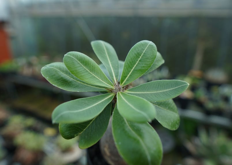 パキポディウム マカイエンセ Pachypodium makayense No.5 | man