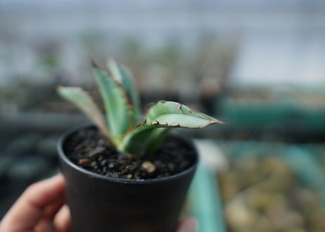 アガベ　チタノタ　 ブラックアンドブルー 　Agave titanota black and blue　A16