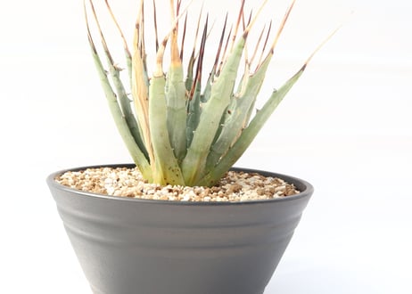 Agave utahensis var eborispina