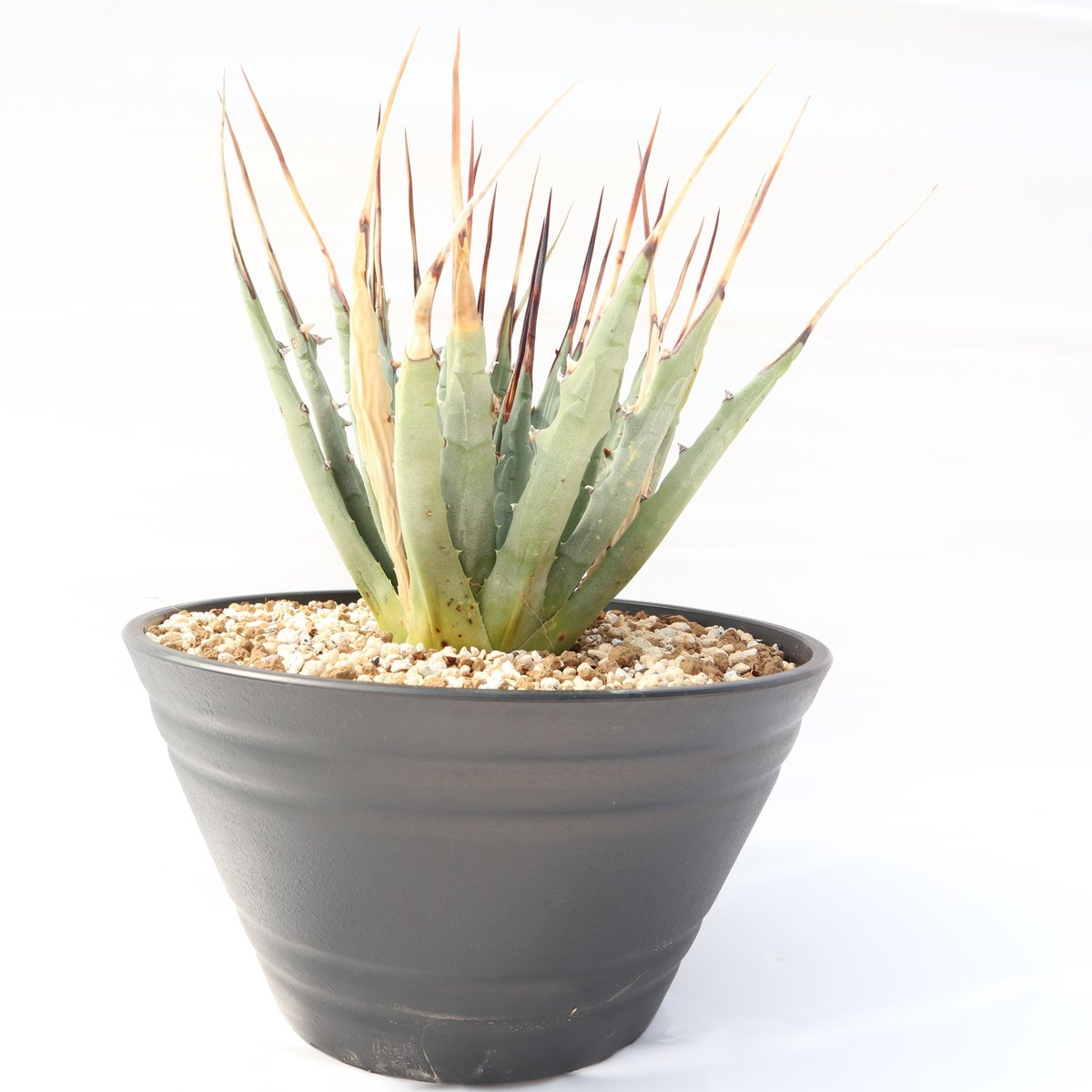 Agave utahensis var eborispina | mana's green:塊 Agave utahensis var eborispina | mana's green:塊