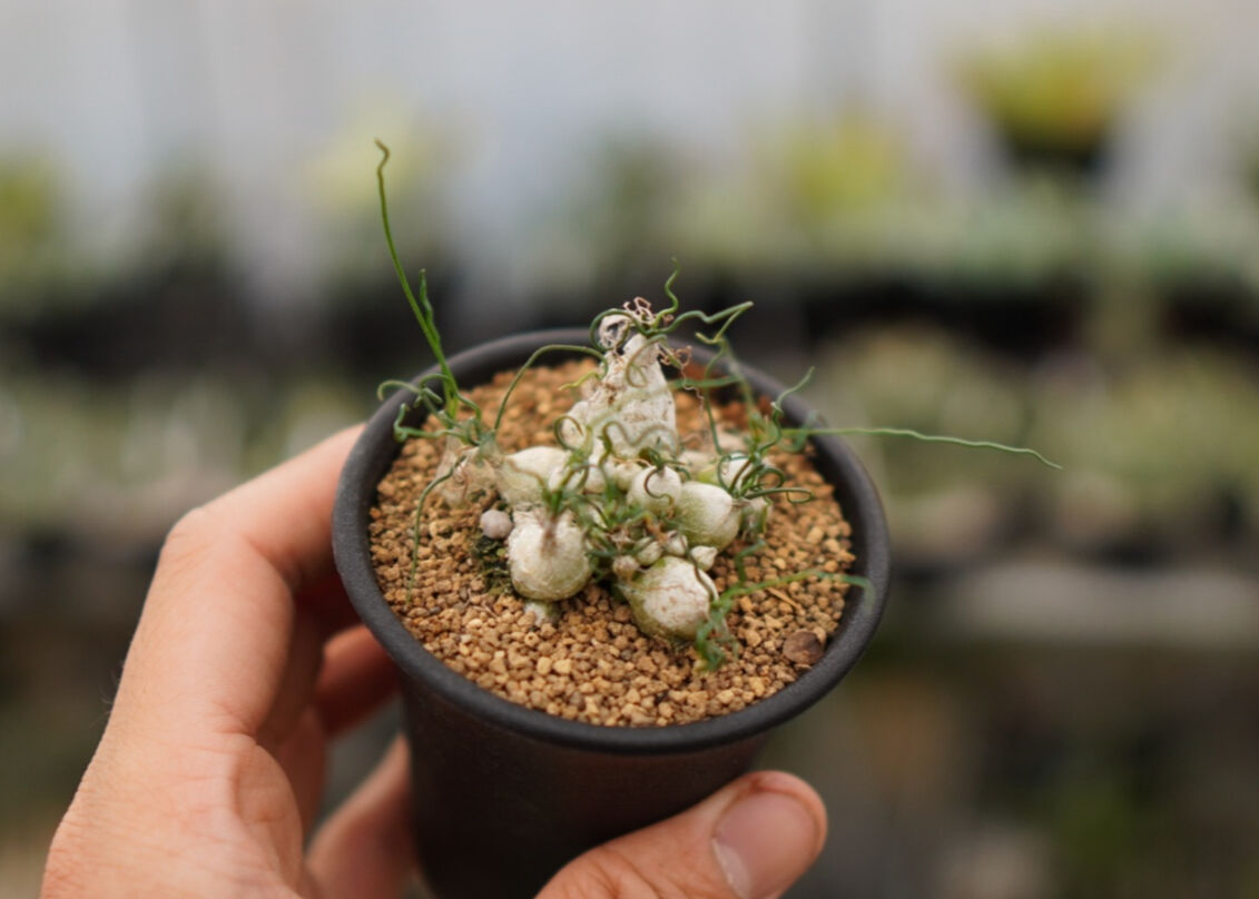 オーニソガラム トルツオスム NO.1 | mana's farm:塊根植物・アガベ