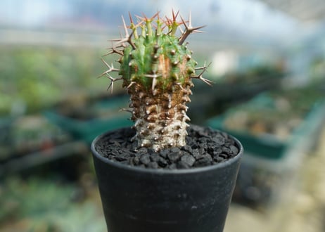 ユーフォルビア　群星冠　Euphorbia stellispina