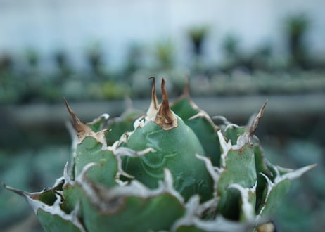 アガベ　チタノタ　白鯨　Agave titanota White whale　NO.1