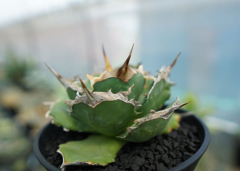 アガベ チタノタ 獅子光 agave titanota lion light | mana'