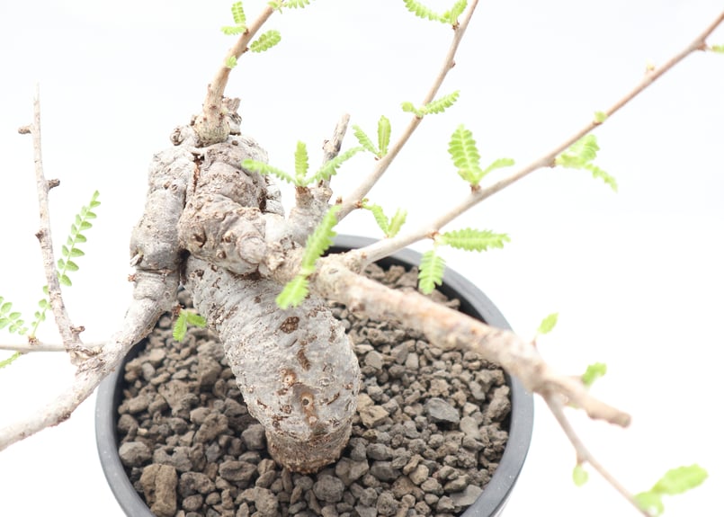 ボスウェリア ネグレクタ | mana's farm:塊根植物・アガベ・ドライ