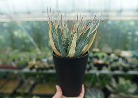 アガベ　ユタエンシス　Agave uthaensis　No.9