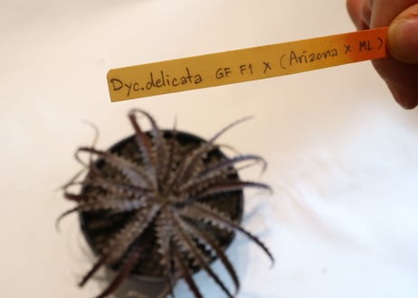 Dyckia delicat GF F1 X (Arizona X ML)