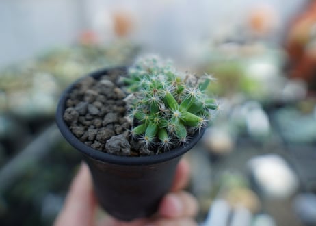 トリコディアデマ　デンサム（紫晃星）　Trichodiadema densum