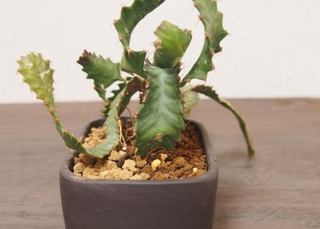 ユーフォルビア　ステラータ　Euphorbia stellata no.４
