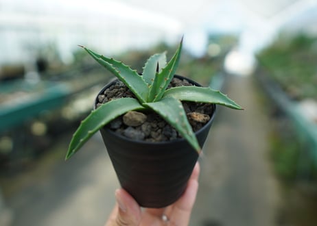 アガベ　ユタエンシス　カイバベンシス　Agave uthensis Kaibabensis