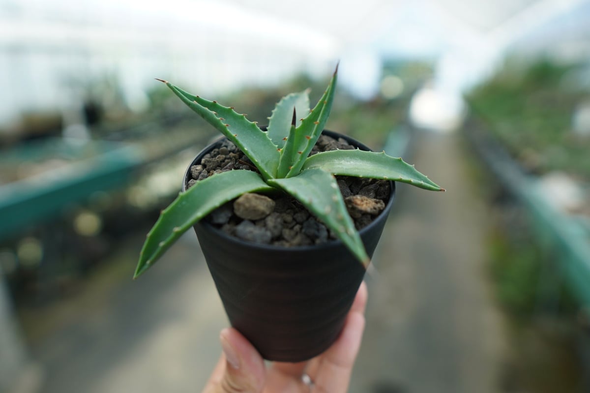 アガベ・ユタエンシス・カイバベンシス （Agave utahensis var. kaibabensis） アガベ ユタエンシス カイバベンシス Agave uthensis Kaibabensis |