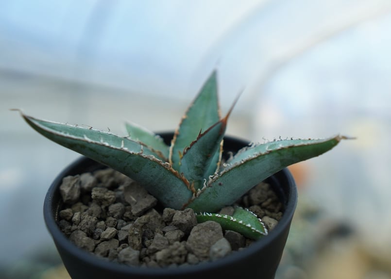 アガベ オテロイ agave oteroi No.2 | mana's farm:塊根植物・ア