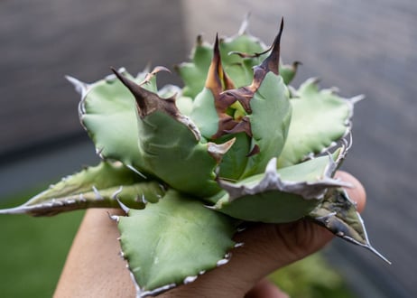 Agave titanota dwarf 姫厳龍NO.5