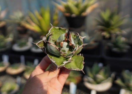 agave　titanota　ブラックアンドブルー　No.6