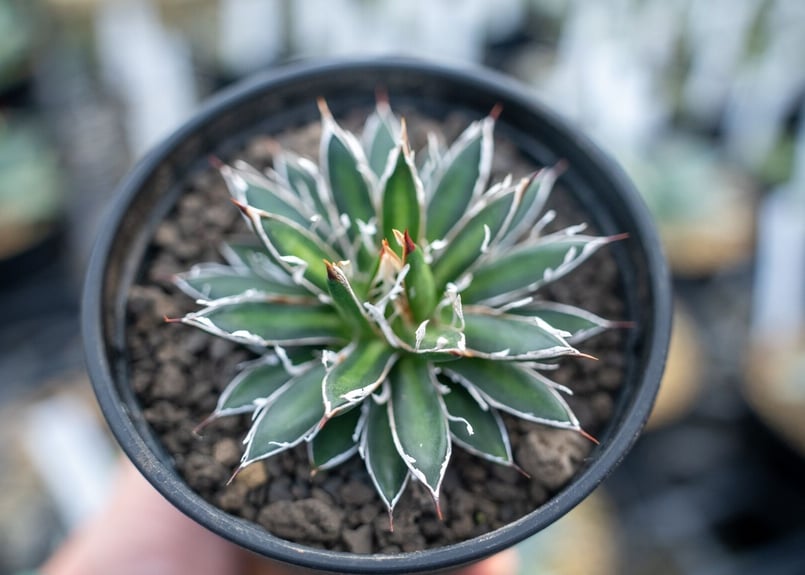 アガベ フィリフェラ シディゲラ agave filifera ssp. schidigera