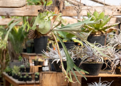 P. veitchii 'Pedro'