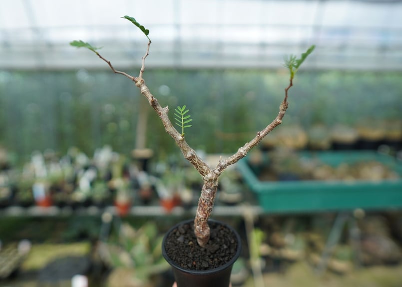 センナ メリディオナリス Senna meridionalis | mana's farm:塊