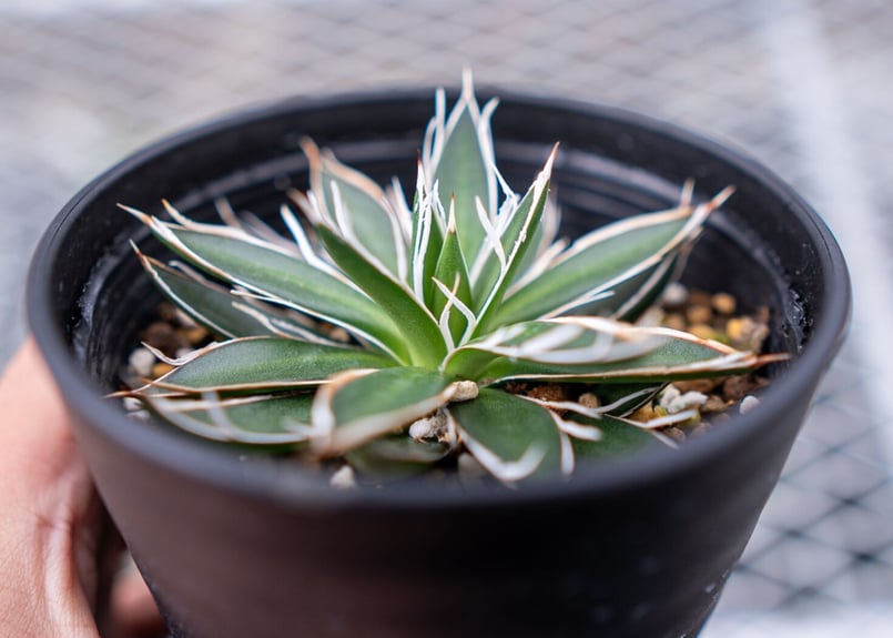 アガベ ホワイトストライプ | mana's farm:塊根植物・アガベ・ドライ