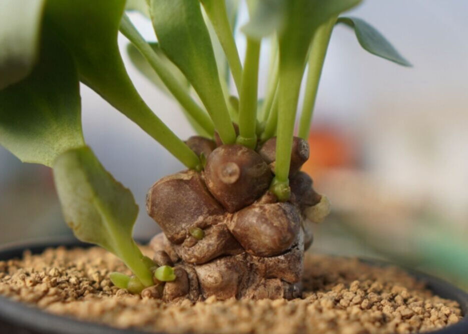 オトンナ ヘレー Othonna herrei No.1 | mana's farm:塊根植物