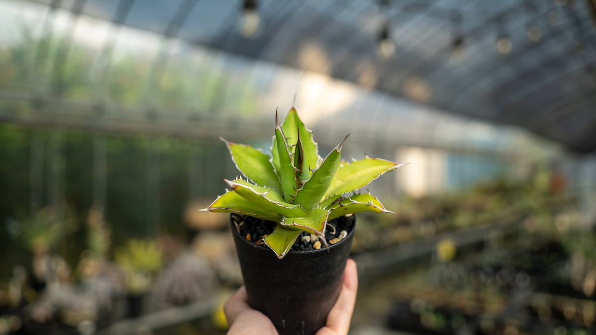 アガベ チタノタ×ケルチョベイ Agave titanota x kerchovei | ma