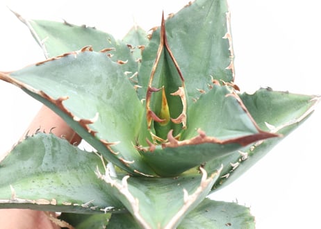 Agave titanota FO-76 compacta dwarf  no.５