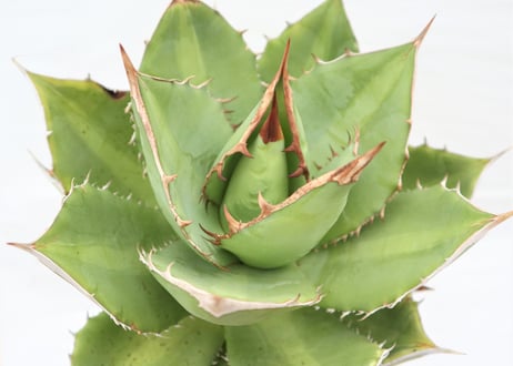 Agave 　titanota 　FO-76